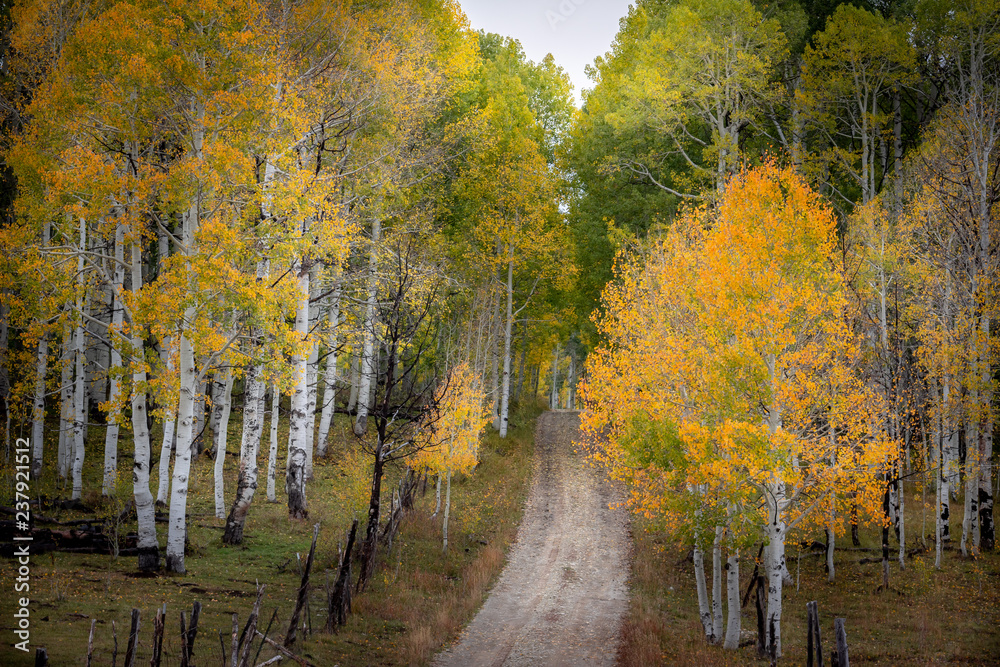 Gorgeous country road with bright autumn foliage  of aspen and birch trees in Southern Utah, USA.