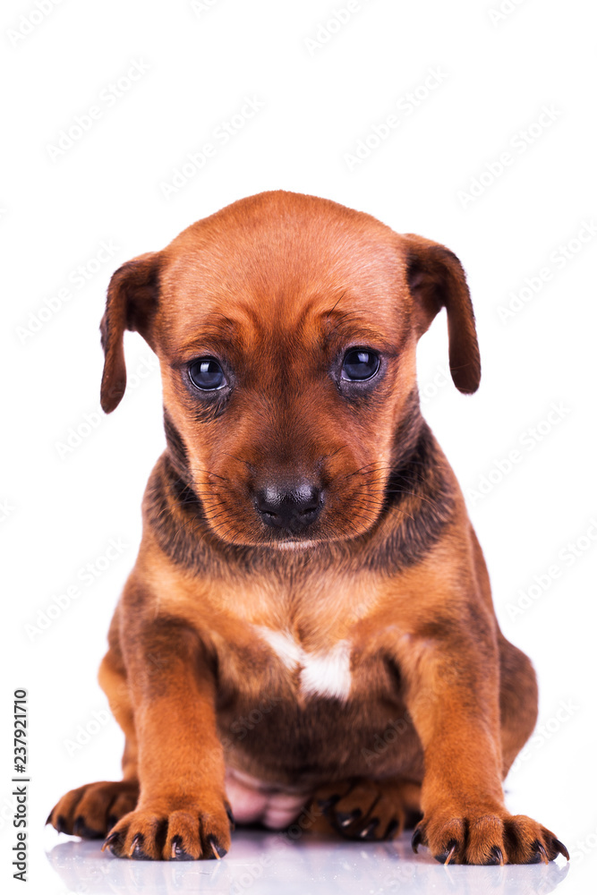 Adorable miniature pinscher puppy