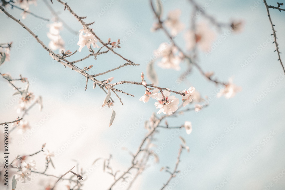 Branch of pink spring blossom almond tree against blue sky. Branch of pink spring blossom almond tree against blue sky.