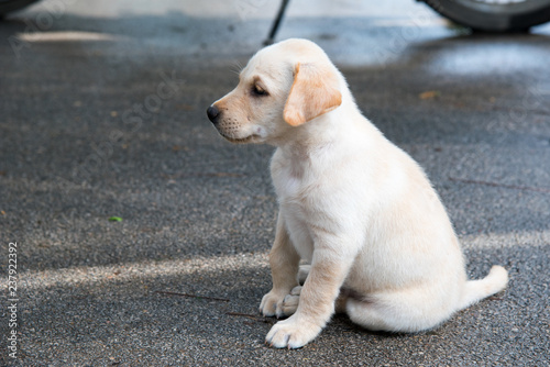 Labrador Retriever cute puppy outdoor