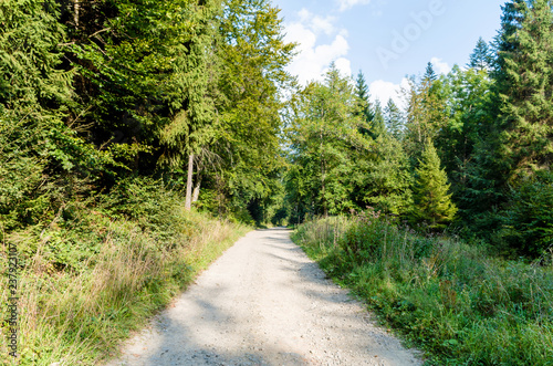 Road in Forest | Location: Beskid Sądecki, Carpathian Mountains, Lesser Poland Voivodeship, Poland