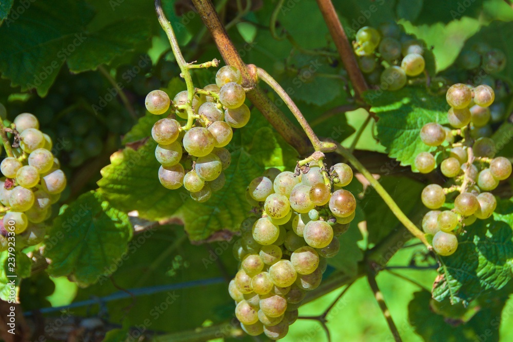 Clusters of ripen grapes ready to be harvested in vineyard in Spain Clusters of ripen grapes ready to be harvested in vineyard in Spain