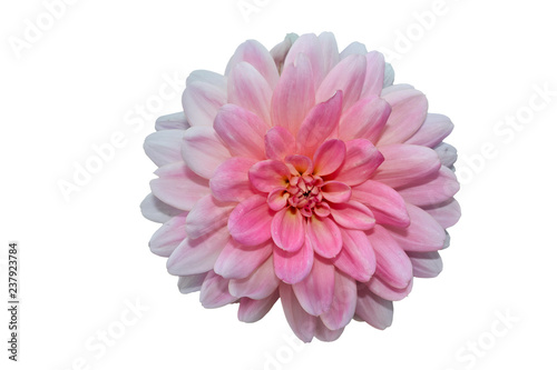 Dahlia. The modern name Asteraceae refers to the appearance of a star with surrounding rays