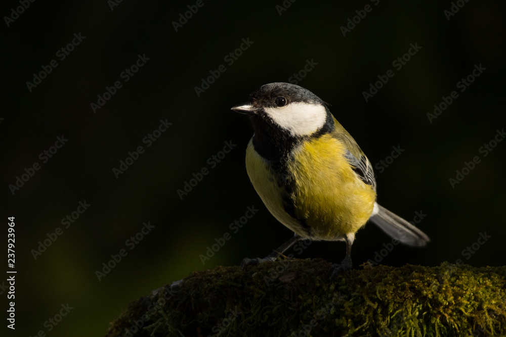 Great tit, Parus Major Great tit, Parus Major