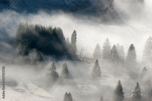 Nebelstimmung im Schwarzwald