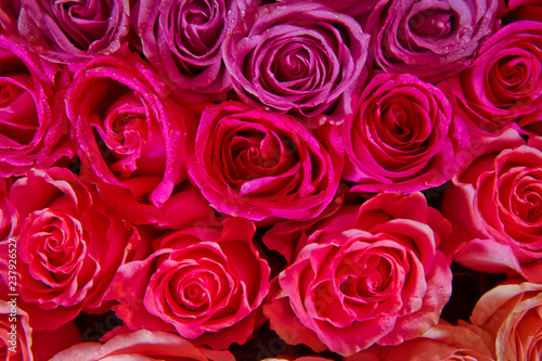 Beautiful pink and red roses with drops of water . pink and red natural roses background . pink and red rose background. Natural horizontal pattern. Flower wall. Close-up of huge pink and red roses