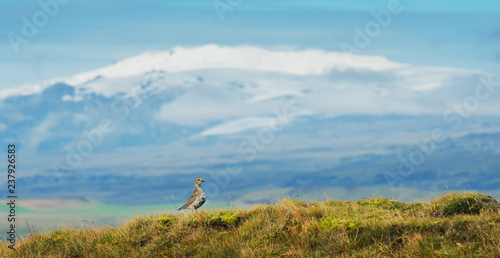 Tableau sur toile Golden plover on background of Eyjafjallajokull volcano, Iceland