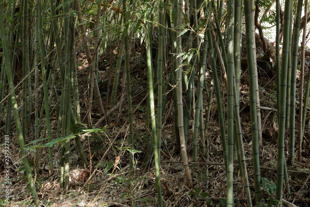 竹林 竹林
