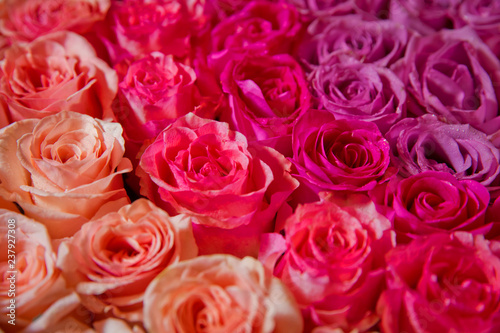 Beautiful pink and red roses with drops of water . pink and red natural roses background . pink and red rose background. Natural horizontal pattern. Flower wall. Close-up of huge pink and red roses