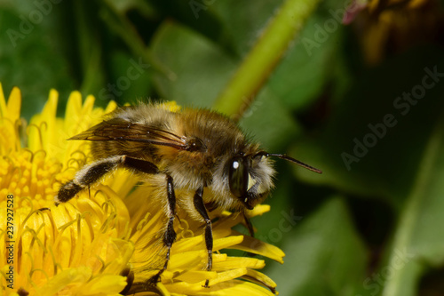 Close-up side view of spring fluffy bee Anthophora plumipes on dandelion flower photo