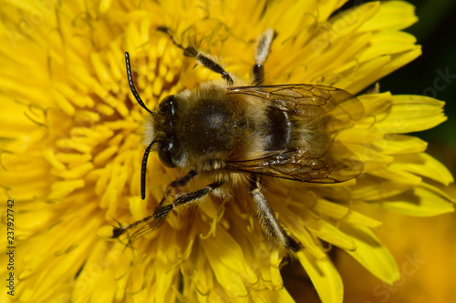 Close-up of Caucasian bee Anthophora plumipes on yellow dandelion Taraxacum officinale photo