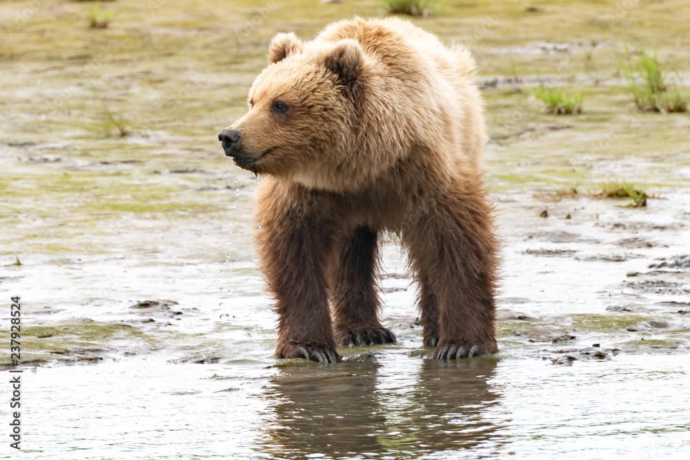 Fototapeta premium Alaska Brown Bear (Ursus arctos) in grassland in Lake Clark NP, Alaska