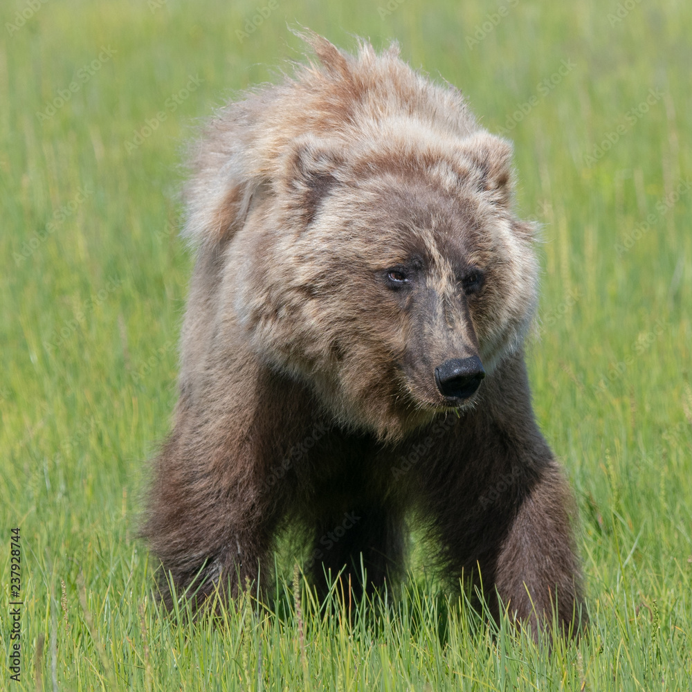 Alaska Brown Bear (Ursus arctos) in grassland in Lake Clark NP, Alaska