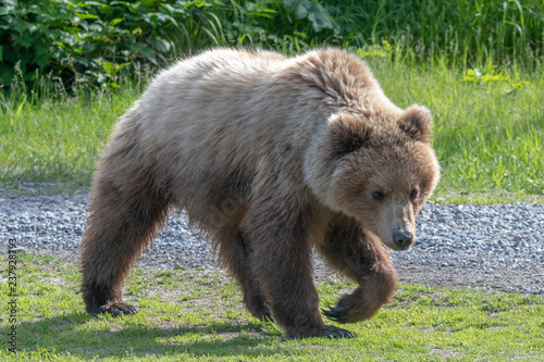 Alaska Brown Bear (Ursus arctos) in grassland in Lake Clark NP, Alaska
