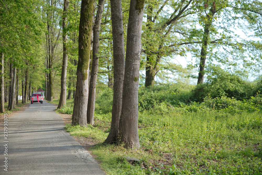 The machine path in the forest . country side space empty car road path way . empty lonely asphalt car road between trees in forest outdoor nature environment in fresh weather time with green colors