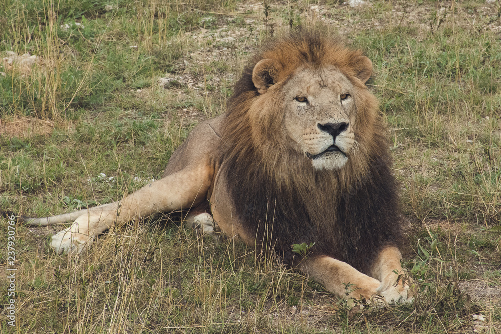 Resting lion in the national park Resting lion in the national park