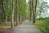 The machine path in the forest . country side space empty car road path way . empty lonely asphalt car road between trees in forest outdoor nature environment in fresh weather time with green colors