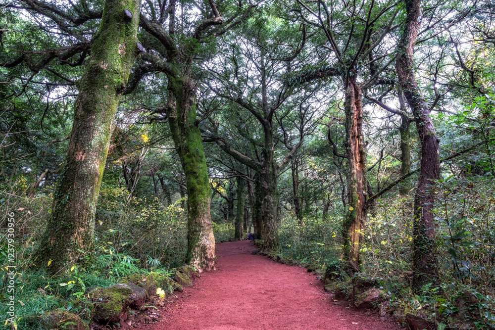 Obraz premium Bijarim forest trail