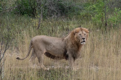 Looking lion in the national park