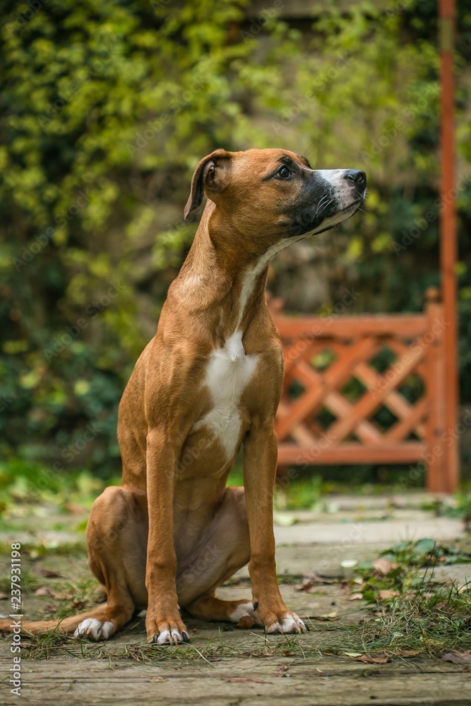 Portrait of a young mixed breed brown female dog with white chest sitting on a stone path with grass in a garden looking sideways, blurry green bush and wooden fence in background, vertical image