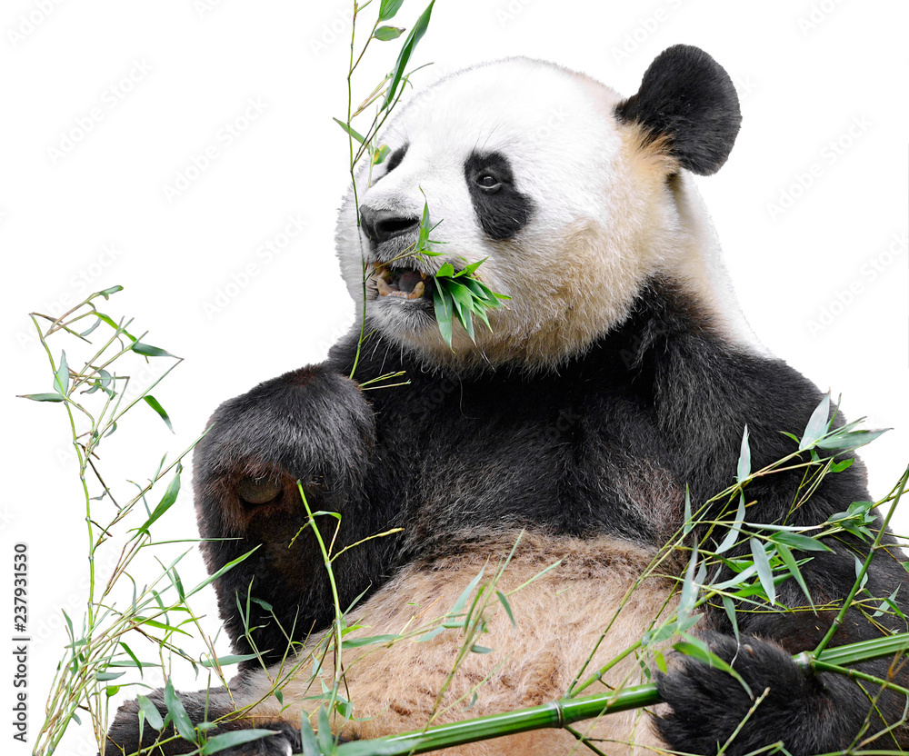Obraz premium Panda olbrzymia (Ailuropoda melanoleuca) widok z przodu i jedzenie bambusa na białym tle