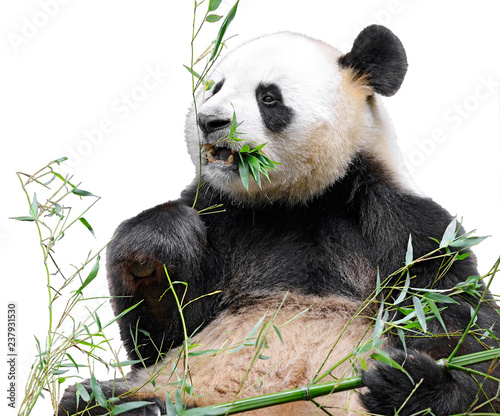 Fototapeta Naklejka Na Ścianę i Meble -  Giant panda (Ailuropoda melanoleuca) view from front and eating bamboo isolated on white background