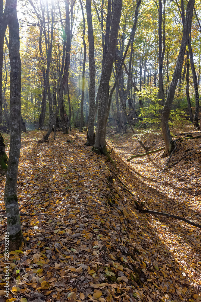 Fototapeta premium Autumn in mountain forest illuminate sun day.
