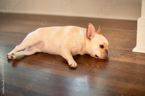 Laying French Bulldog puppy looking to the side © Peter