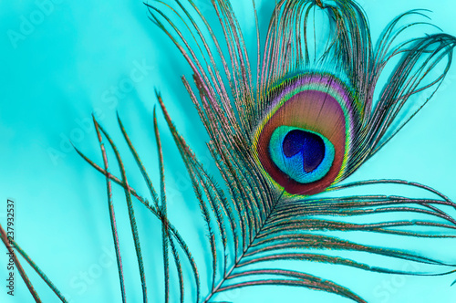 Peacock feather on a turquoise background, top view. Trend bright colors. Space for text.