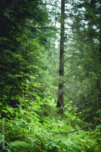 Leafy forest