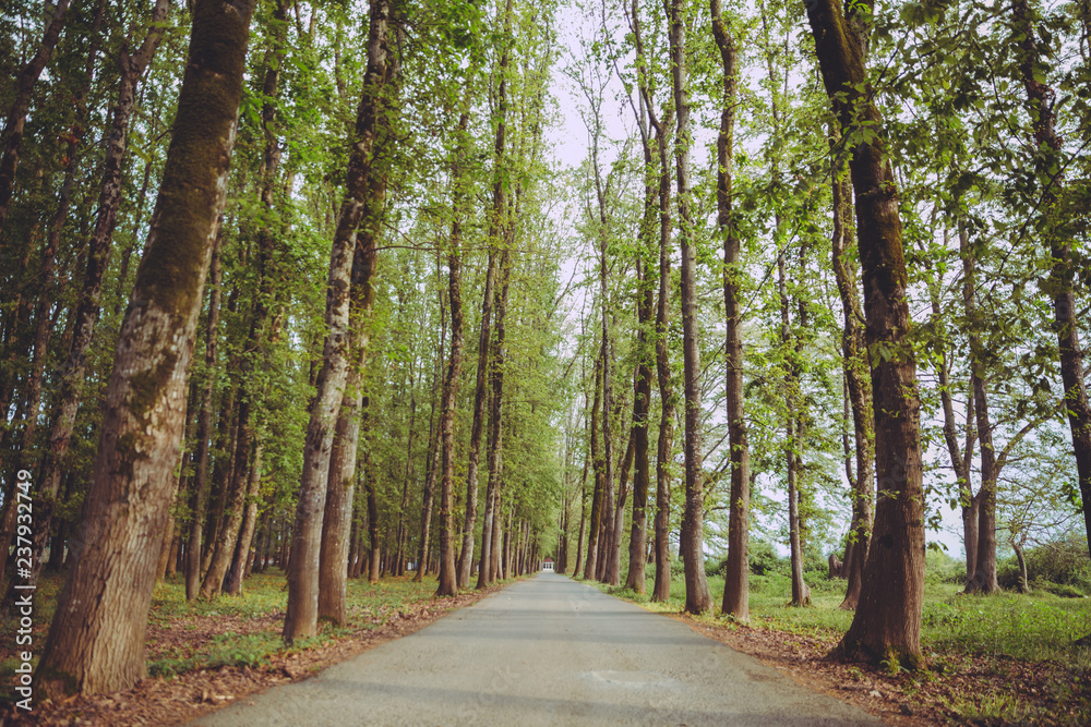 The machine path in the forest . country side space empty car road path way . empty lonely asphalt car road between trees in forest outdoor nature environment in fresh weather time with green colors The machine path in the forest . country side space empty car road path way . empty lonely asphalt car road between trees in forest outdoor nature environment in fresh weather time with green colors