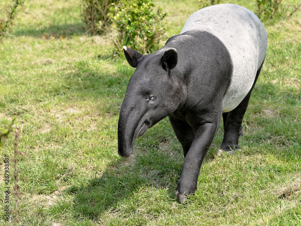 Malayan tapir (Tapirus indicus) walking on grass and viewed of front