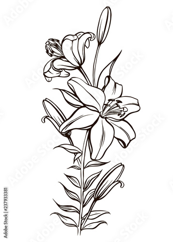 Fototapeta Naklejka Na Ścianę i Meble -  Lily flowers black and white