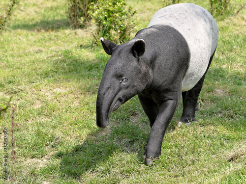 Malayan tapir  Tapirus indicus  walking on grass and viewed of front