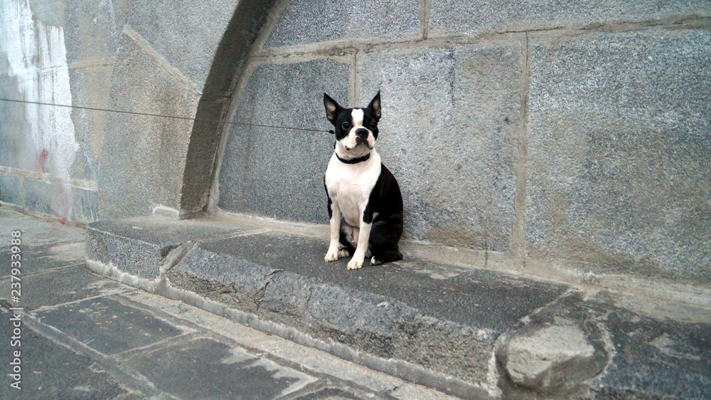 Pet Boston Terrier: maintenance and care