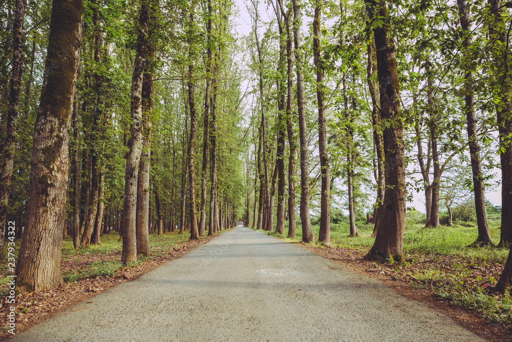 Obraz premium The machine path in the forest . country side space empty car road path way . empty lonely asphalt car road between trees in forest outdoor nature environment in fresh weather time with green colors