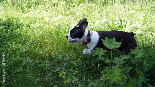 Pet Boston Terrier: maintenance and care