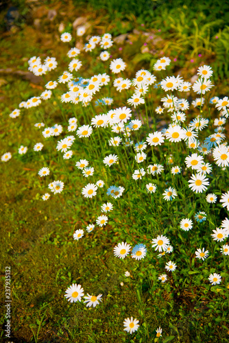 White flowers in Toyama, Japan. Toyama is one of the important cities in Japan for cultures and business markets.