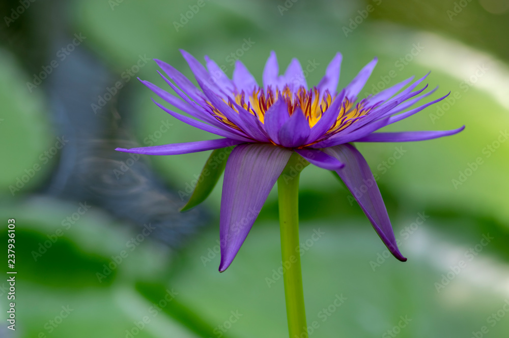 Fototapeta premium Nymphaea caerulea zanzibarensis water lily plant in bloom, beautiful flowering lotus flowers in decorative garden pond