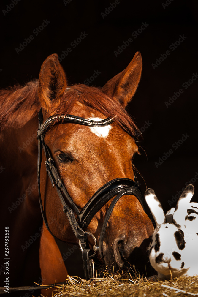 Trakehner Stute und Kaninchen Zwiesprache Trakehner Stute und Kaninchen Zwiesprache