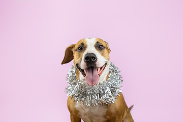 Cute beautiful dog in christmas tinsel around neck, pink background. Portrait of staffordshire terrier with new year decoartion