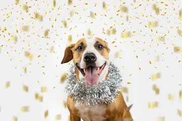 Happy dog in Christmas tinsel and confetti background. Portrait of staffordshire terrier with new year tinsel decoration around neck