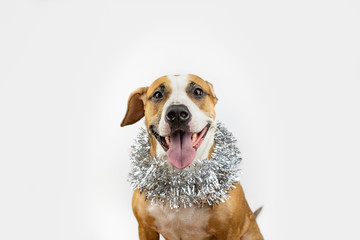 Cute beautiful dog in christmas tinsel around neck. Portrait of staffordshire terrier in white background with new year decoartion