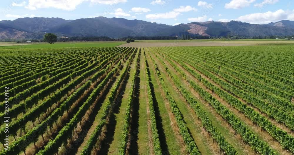 Vineyard - grape vines for wine making of wine. Countryside farm fields showing viticulture. Aerial drone video. Vineyard - grape vines for wine making of wine. Countryside farm fields showing viticulture. Aerial drone video.