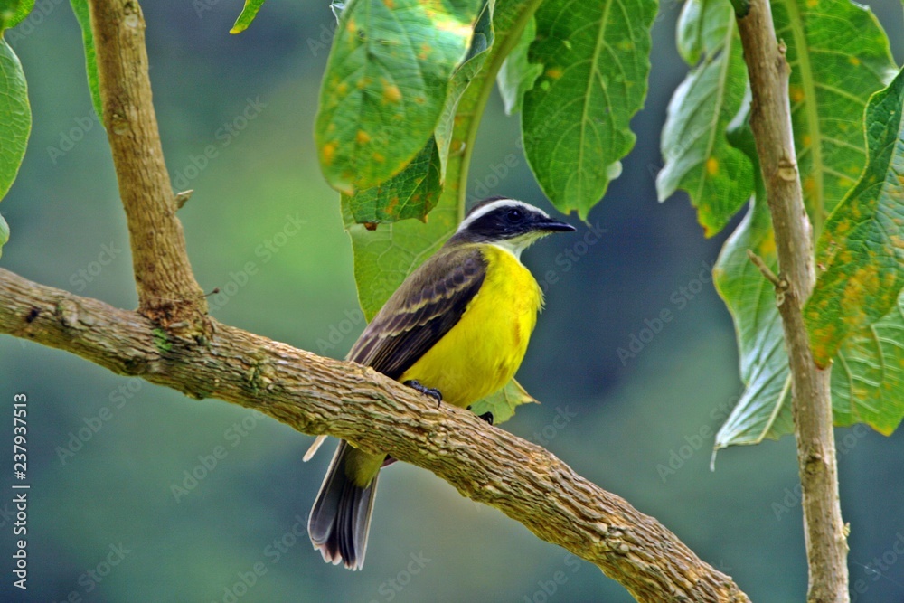 Naklejka premium Pajaro amarillo