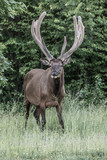 Bull elk in velvet – Photographed in Elk State Forest, Elk County, Benezette, Pennsylvania