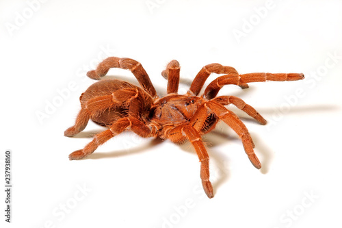 rote, afrikanische Vogelspinnenart (Pelinobius muticus) - King baboon spider photo