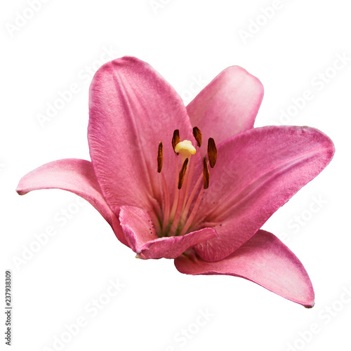 Fototapeta Naklejka Na Ścianę i Meble -  Pink lily (Latin Lilium). Isolated on white background