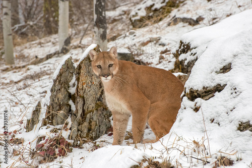Mountain Lion emerging from between rocks in Winter in the Snow