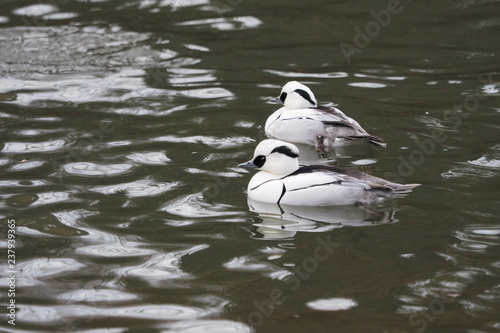 Canards Harles piettes barbotant dans l'étang - Mergellus albellus photo